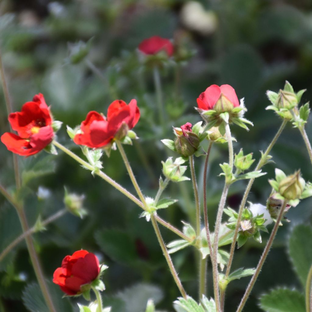 Potentille sanguine - Potentilla atrosanguinea