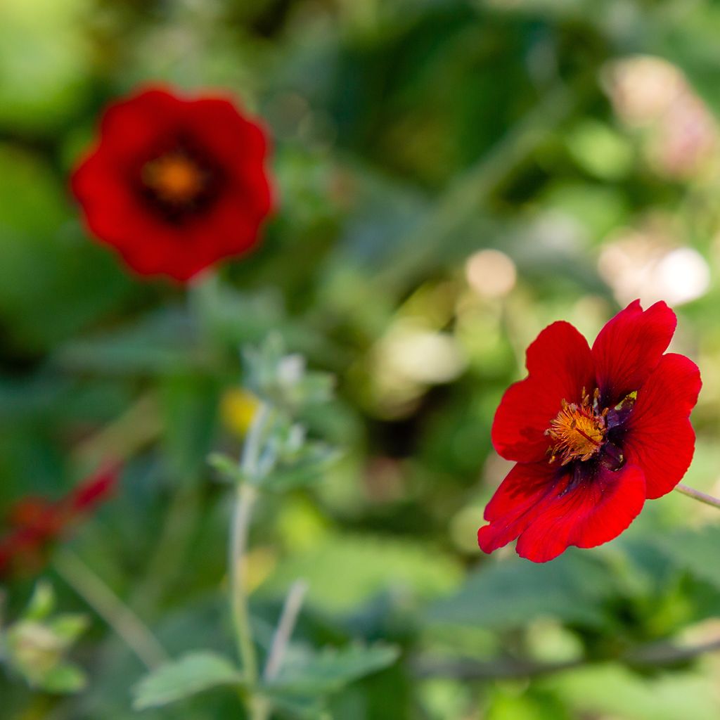 Potentilla atrosanguinea