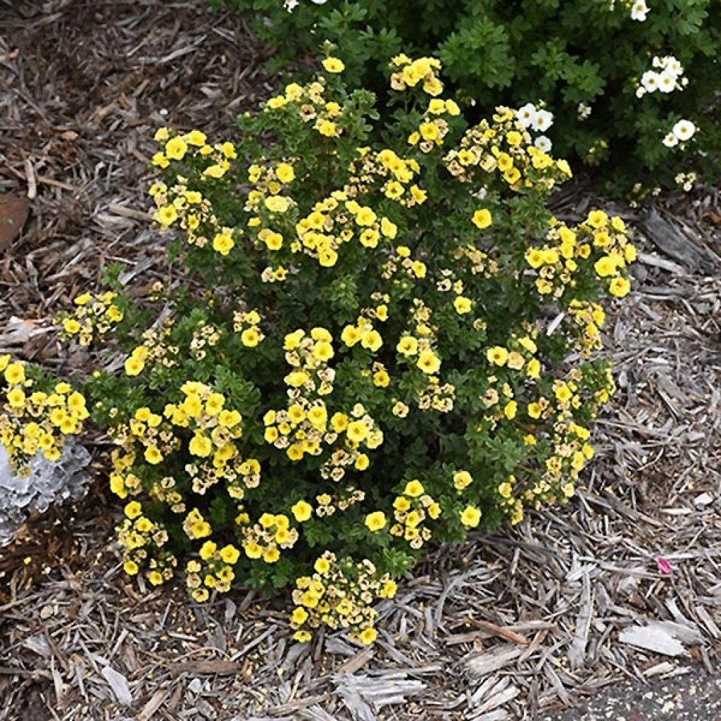 Potentilla fruticosa Citrus Tart