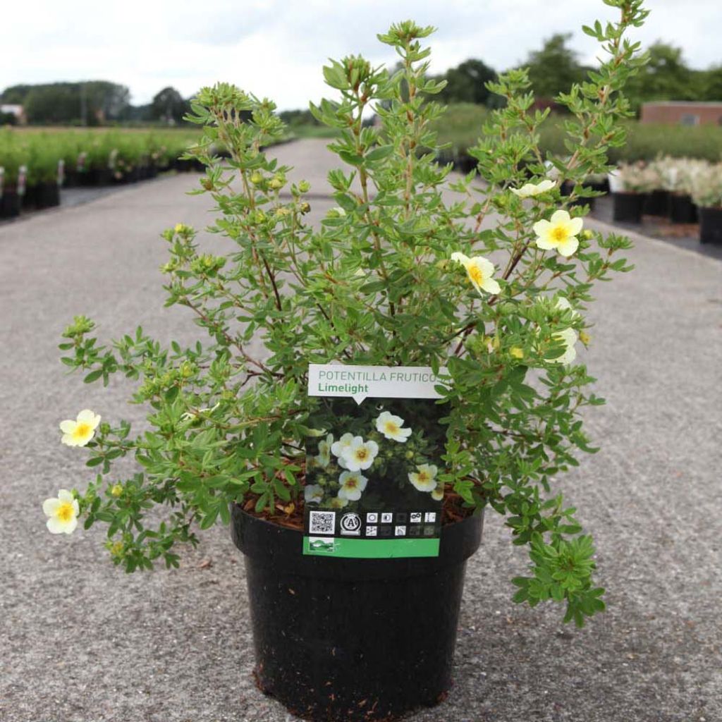 Potentilla fruticosa Limelight - Potentille arbustive.