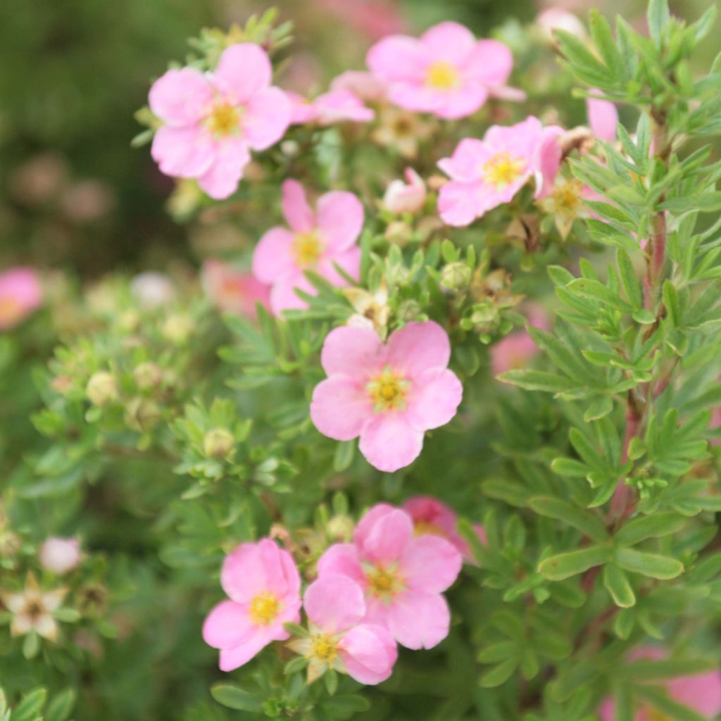 Potentilla fruticosa  Lovely Pink - Potentille arbustive.