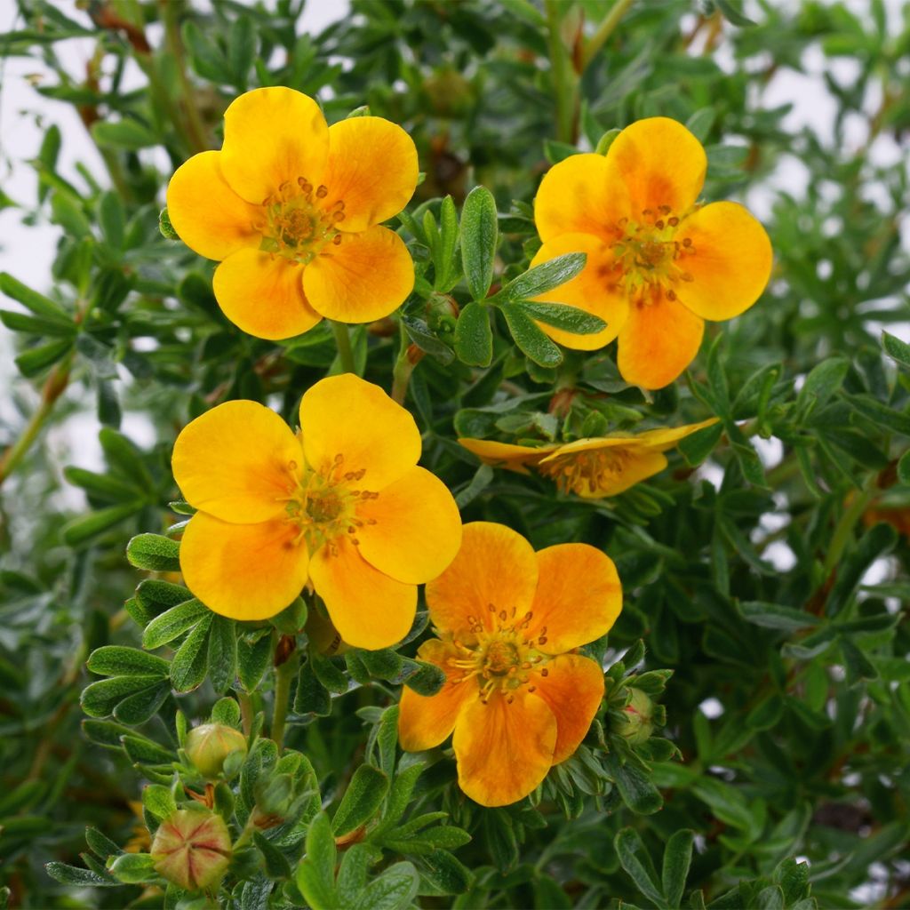 Potentille arbustive - Potentilla fruticosa Mandarin Tango