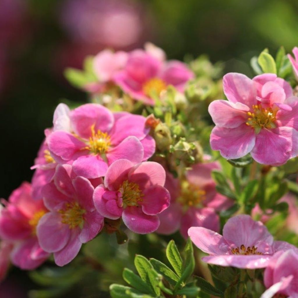 Potentille fruticosa Pink Paradise