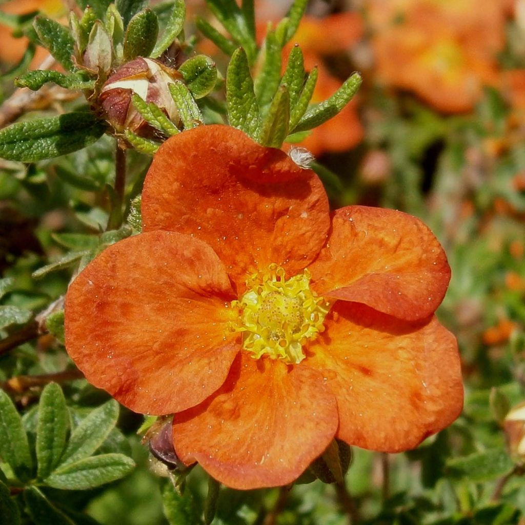 Potentilla fruticosa Red Ace - Shrubby Cinquefoil