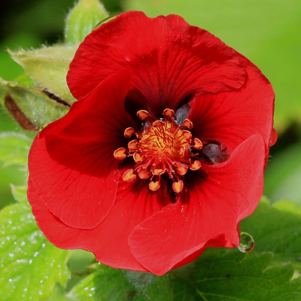 Potentilla hybride Flamenco - Potentille vivace rouge-orangé