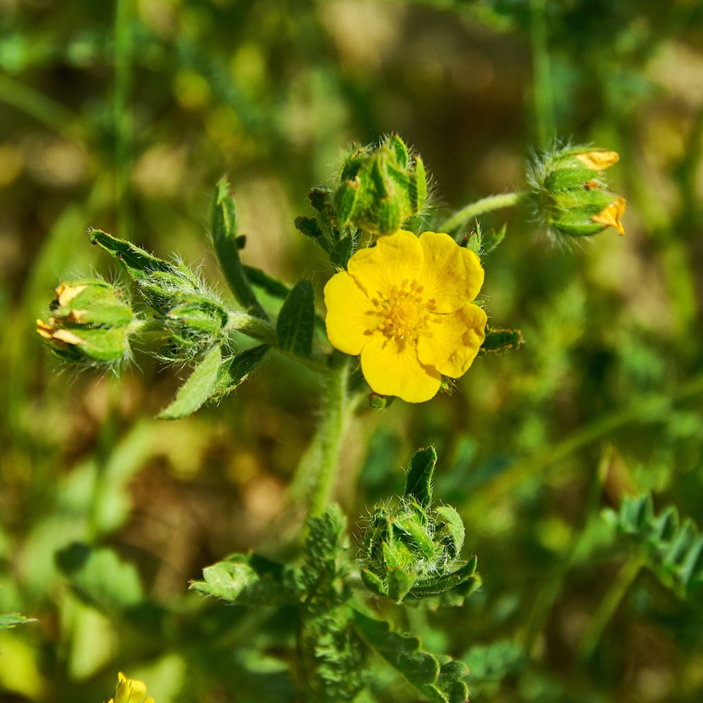 Potentilla megalantha - Cinquefoil