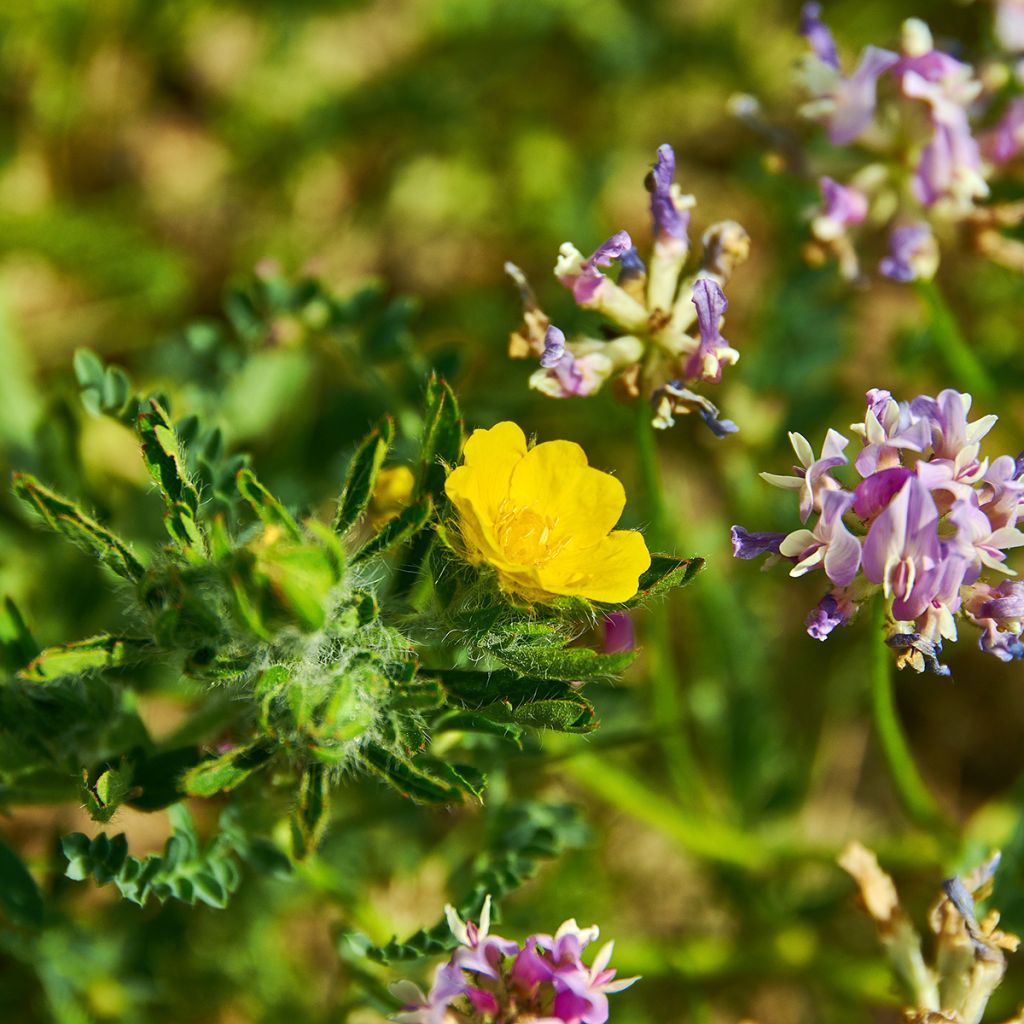 Potentilla megalantha - Cinquefoil