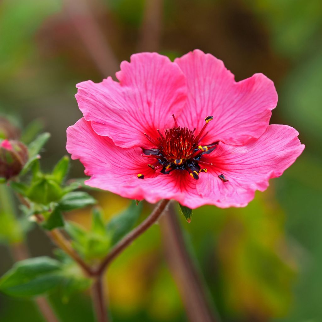 Potentilla nepalensis Miss Willmott - Cinquefoil