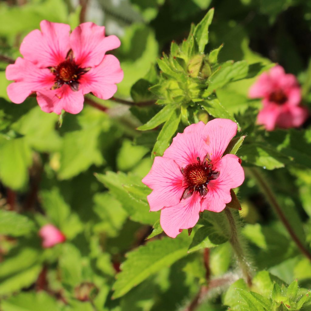 Potentilla nepalensis Miss Willmott - Cinquefoil