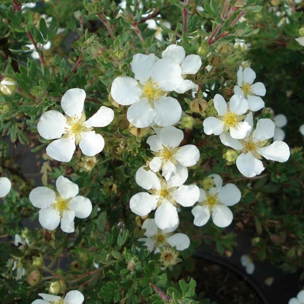 Potentille Fruticosa Abbotswood