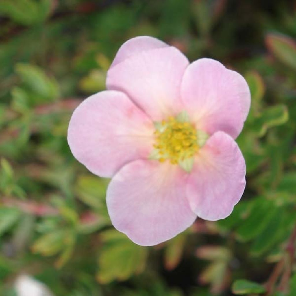 Potentille Fruticosa Princess Pink Queen