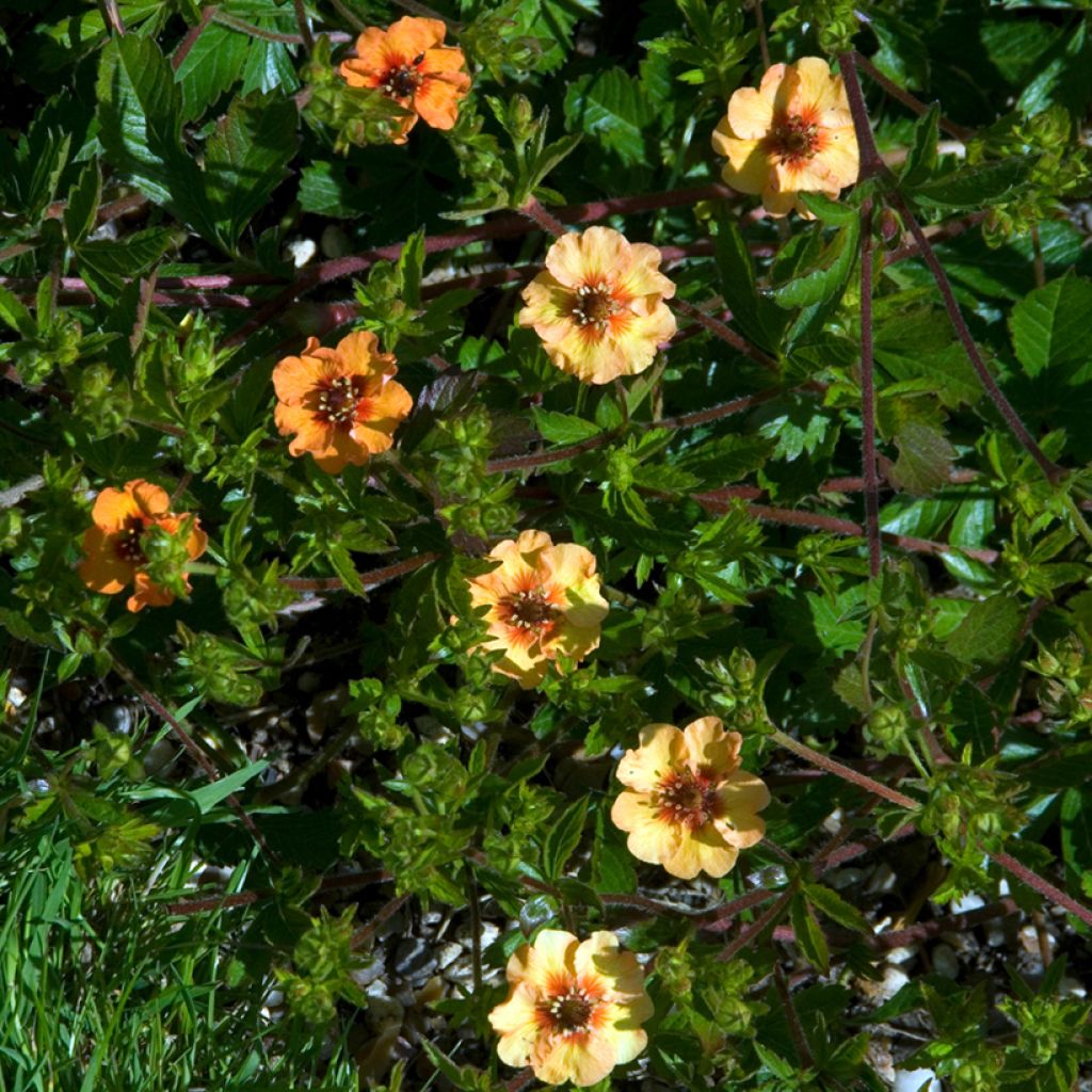 Potentille vivace - Potentilla tonguei