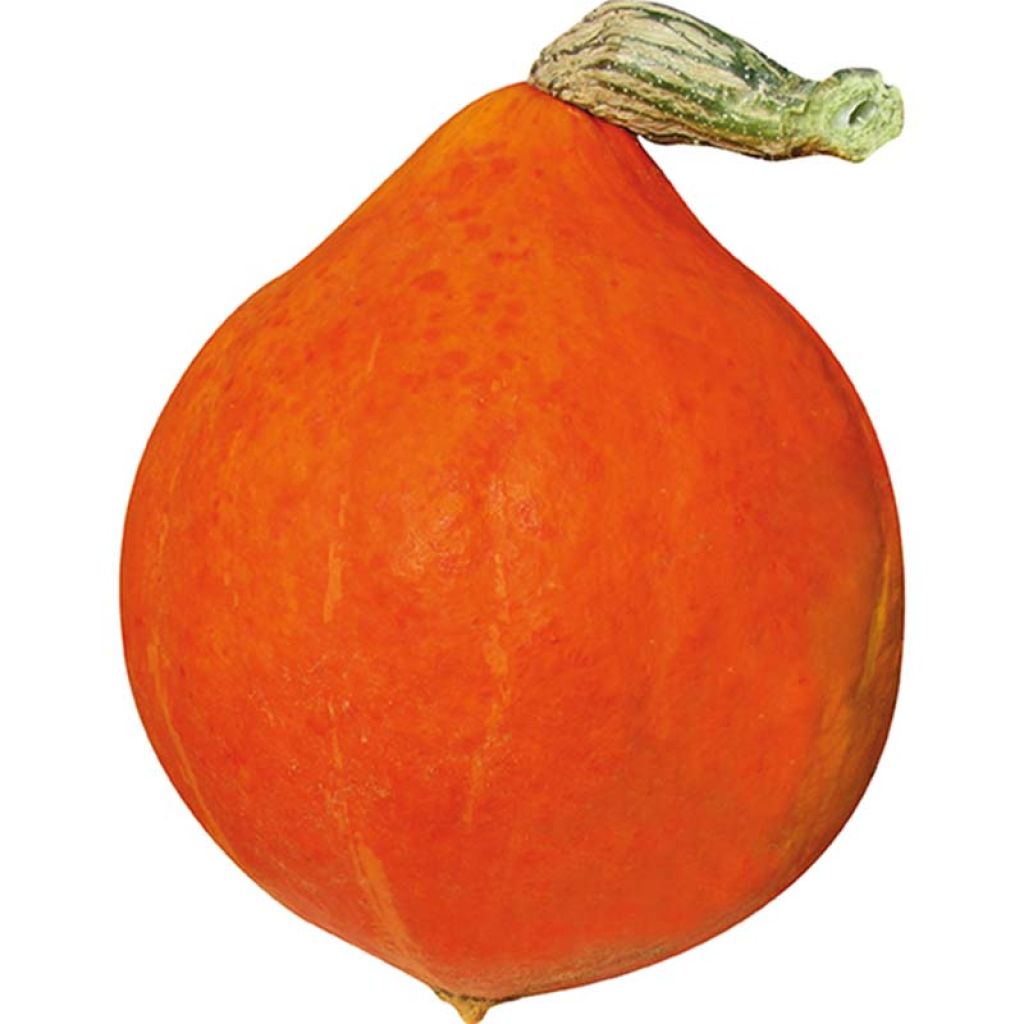 Red kuri squash Divine F1 plants - Cucurbita maxima