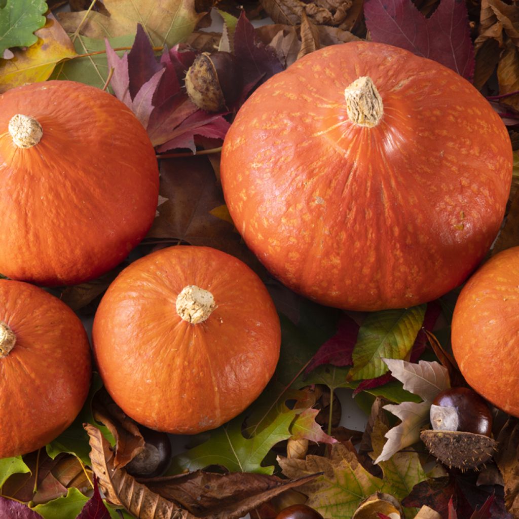 Red kuri squash Divine F1 plants - Cucurbita maxima