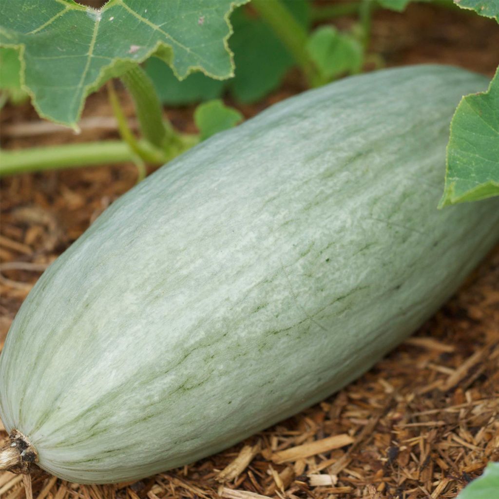 Squash Banana Blue - Cucurbita maxima