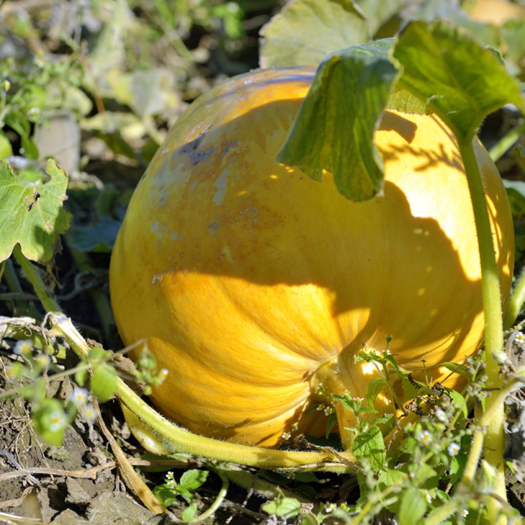 Pumpkin Gele Reuzen - Cucurbita maxima