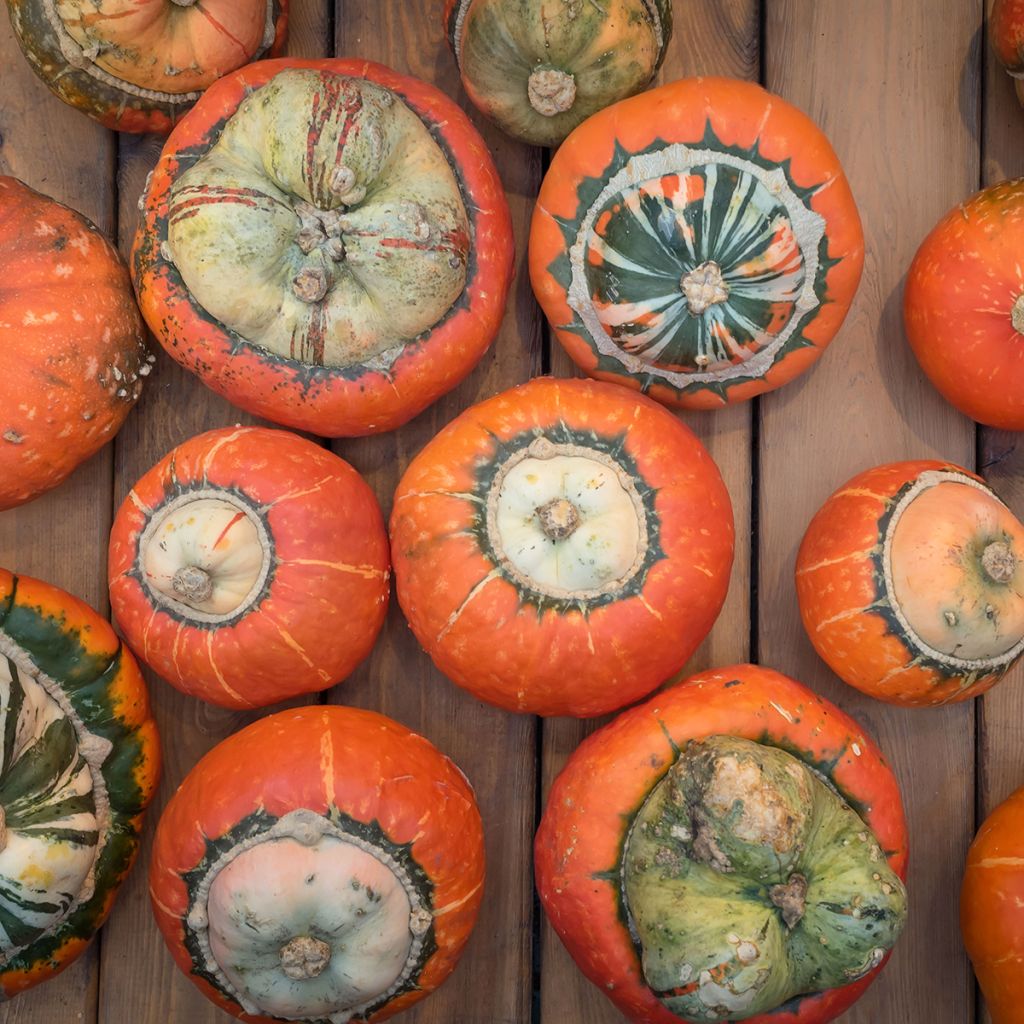 Turban Squash Giraumon - Cucurbita maxima
