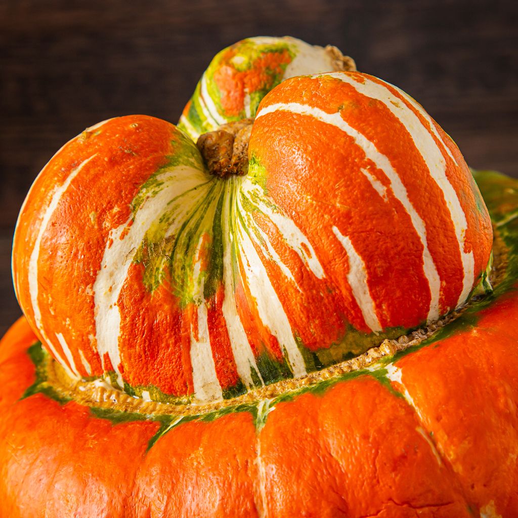 Turban Squash Giraumon - Cucurbita maxima