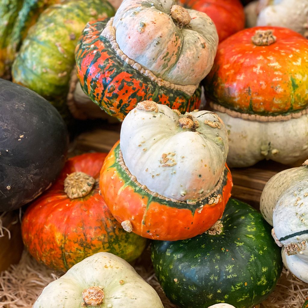 Turban Squash Giraumon - Cucurbita maxima