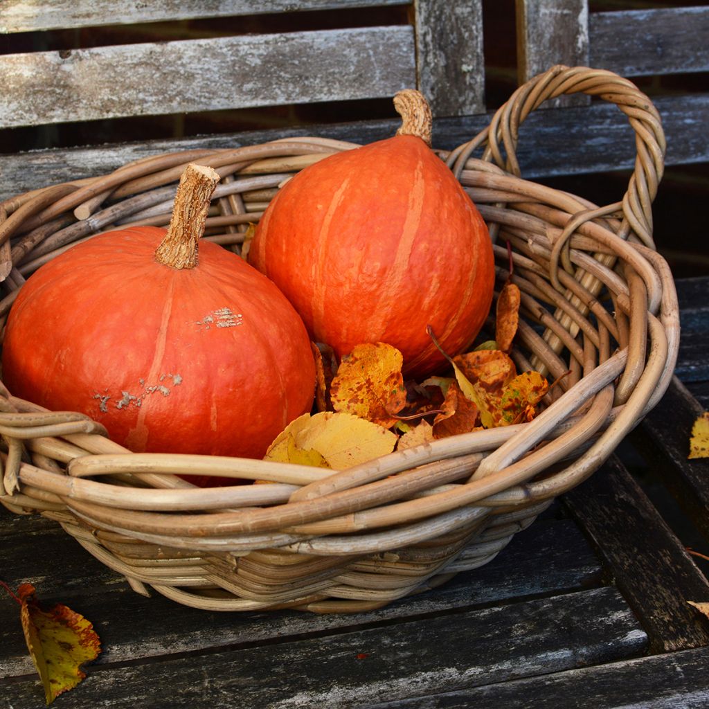 Red Kabocha Squash - Uchiki Kuri
