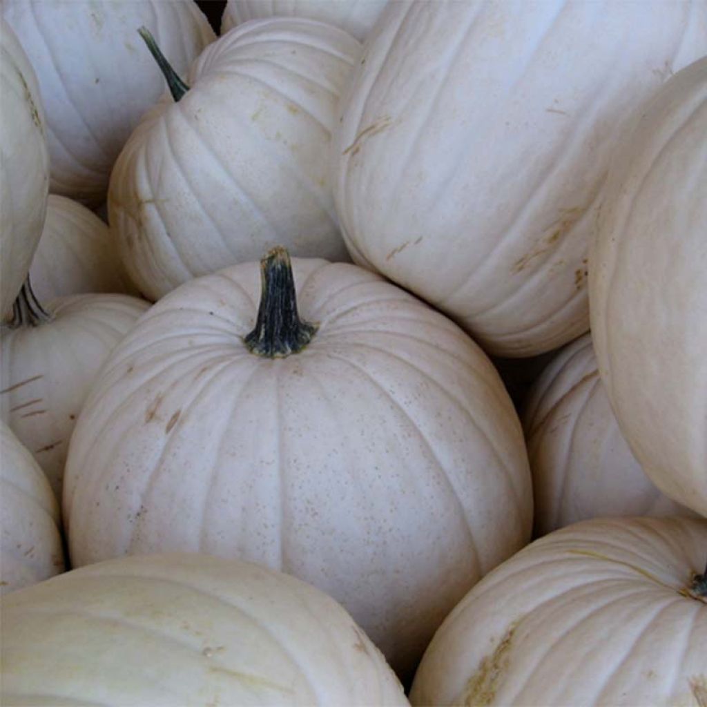 Pumpkin Snowman - Cucurbita maxima
