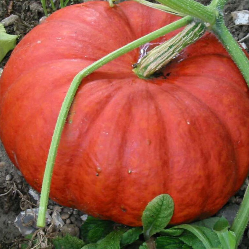 Potiron rouge vif d'Etampes - Cucurbita maxima