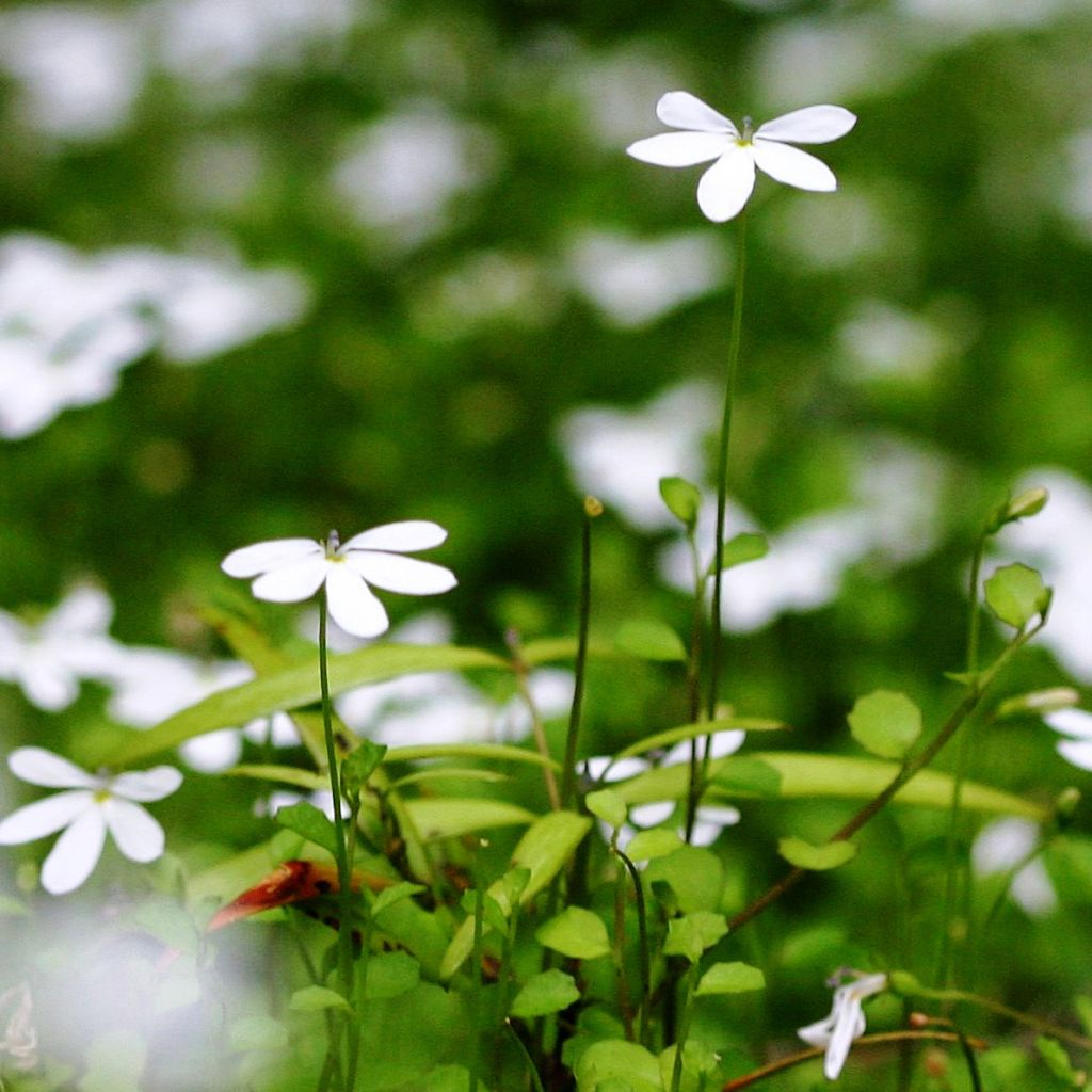 Pratia angulata