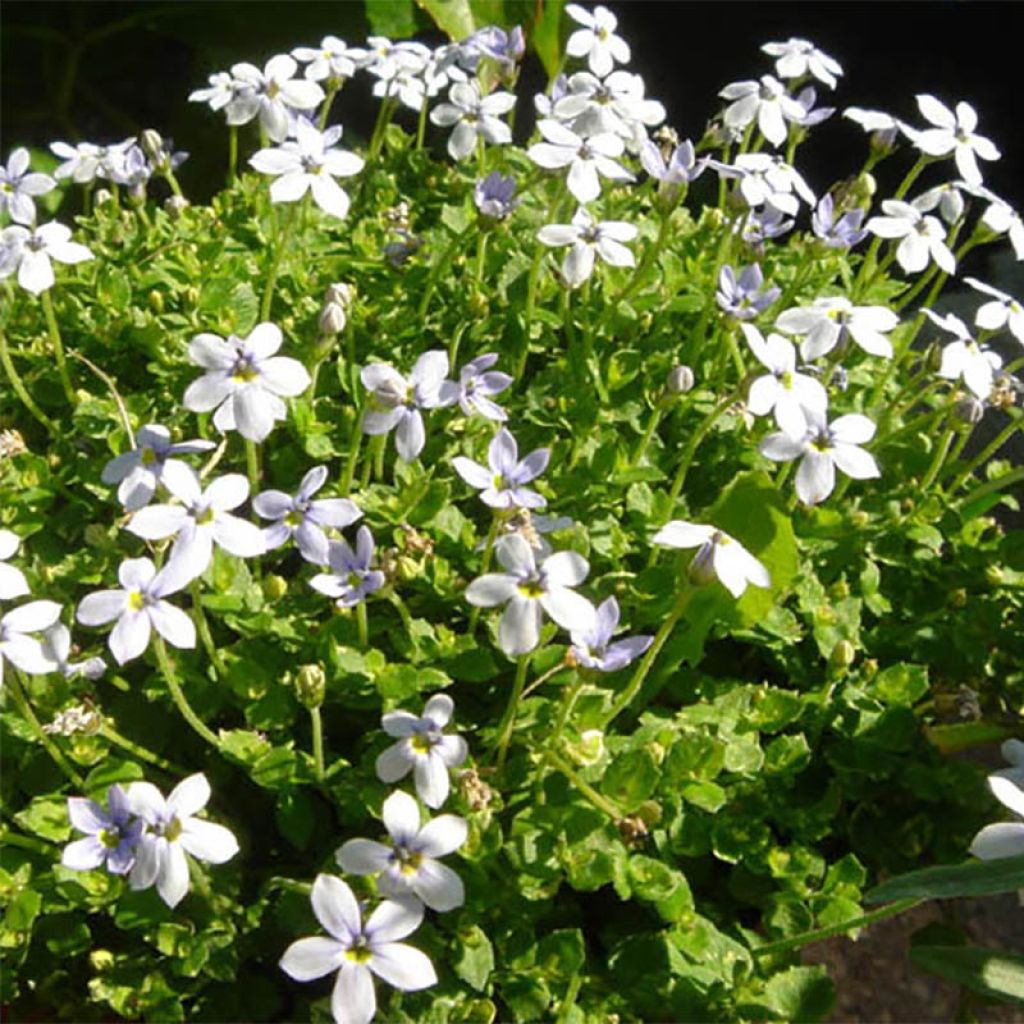 Pratia pedunculata