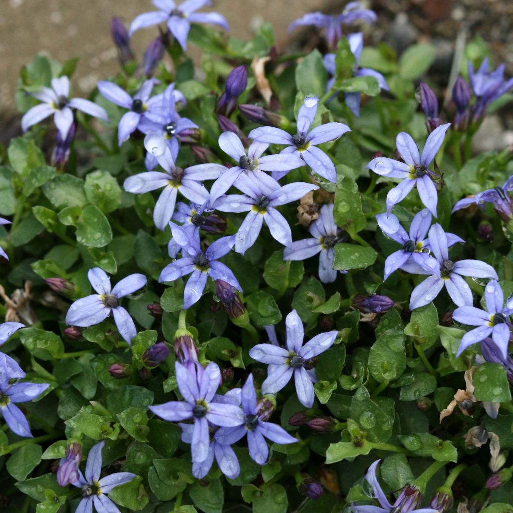 Pratia pedunculata County Park