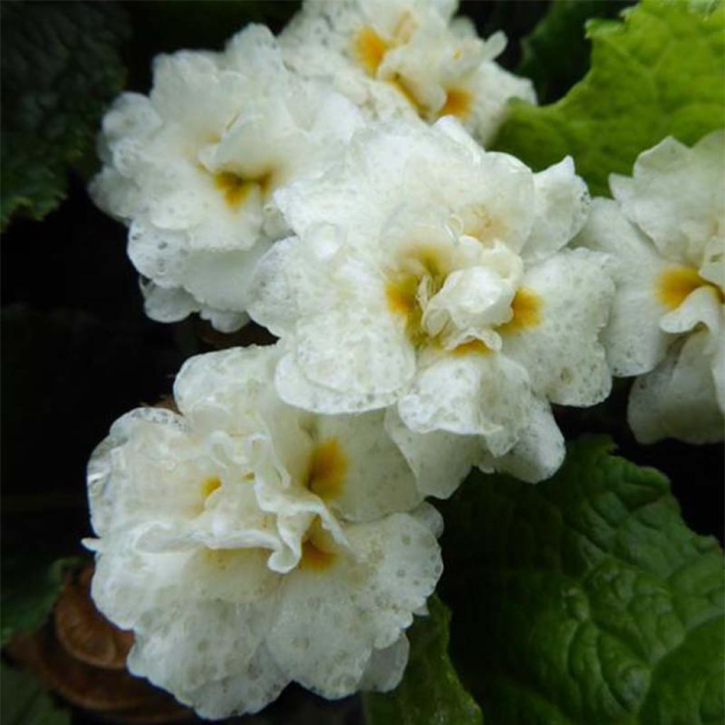 Primula hybrida Mr Brouart - Primrose