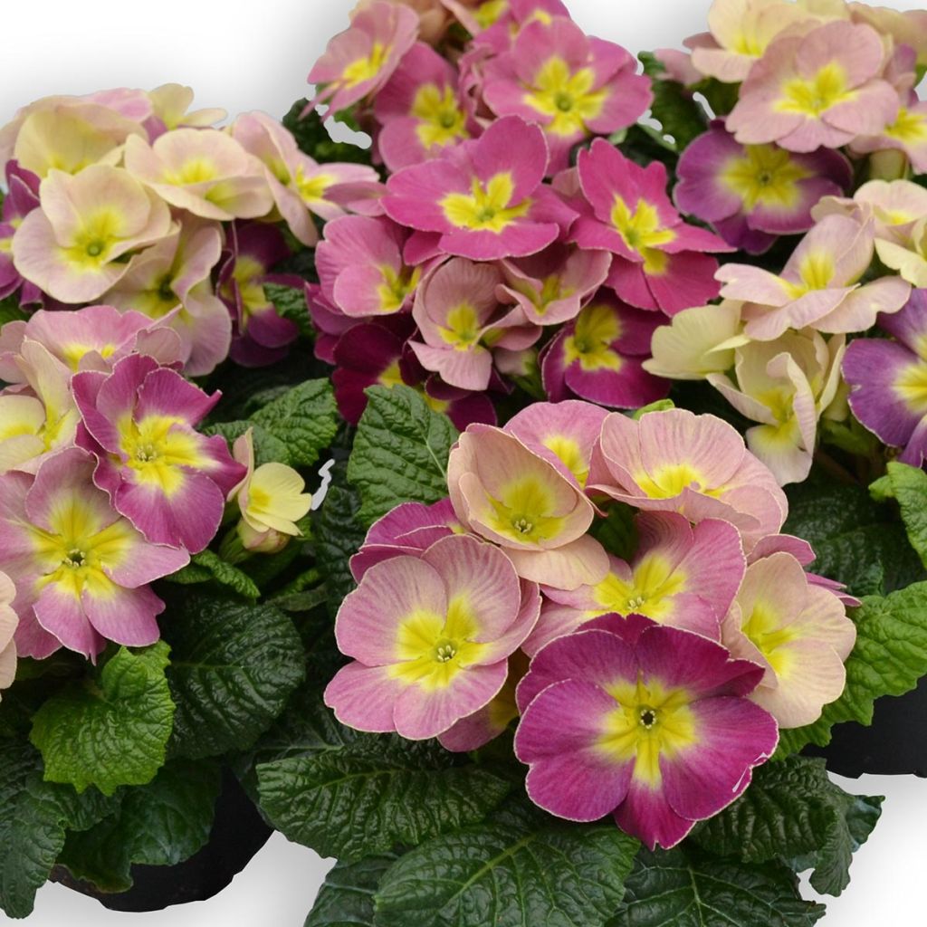 Primula pubescens Plums & Custard - Tyrol Primrose