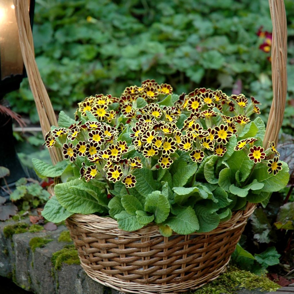 Primula Mister Gold Laced - Oxlip