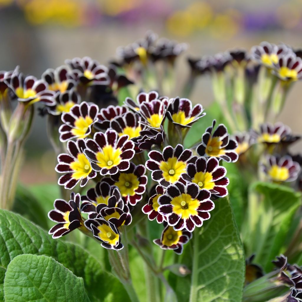 Primevère - Primula elatior Mister Silver Laced