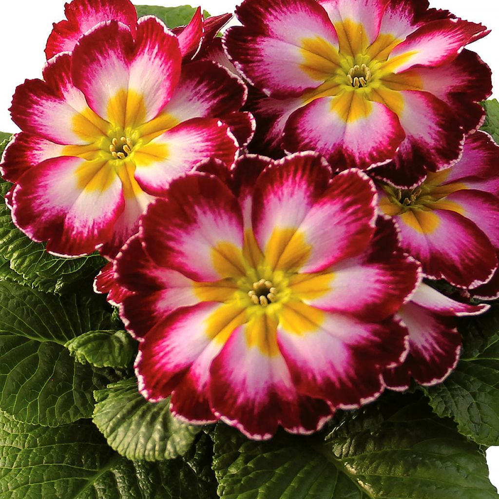 Primula vulgaris Rambo F1 Purple Flame - English Primrose