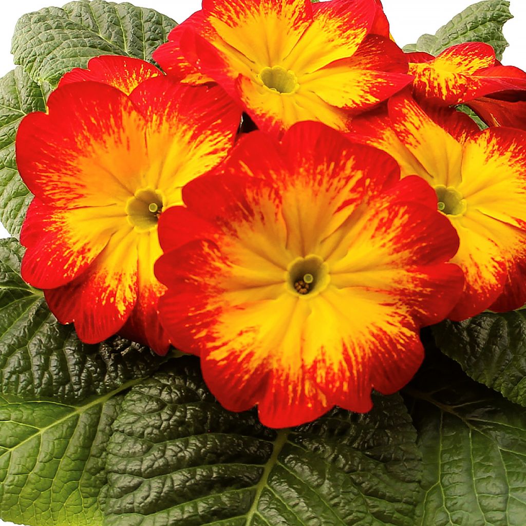 Primula vulgaris Rambo F1 Red Flame - English Primrose