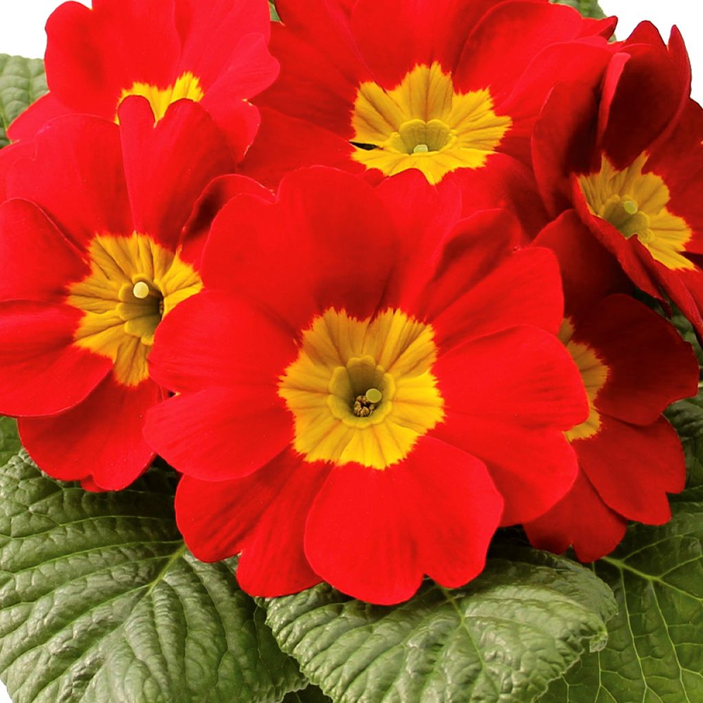 Primula vulgaris Rambo F1 Scarlet - English Primrose