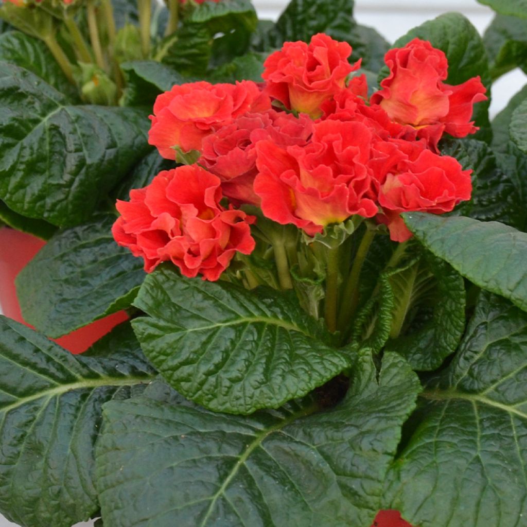 Primula vulgaris Rosebud F1 Red Shades - English Primrose