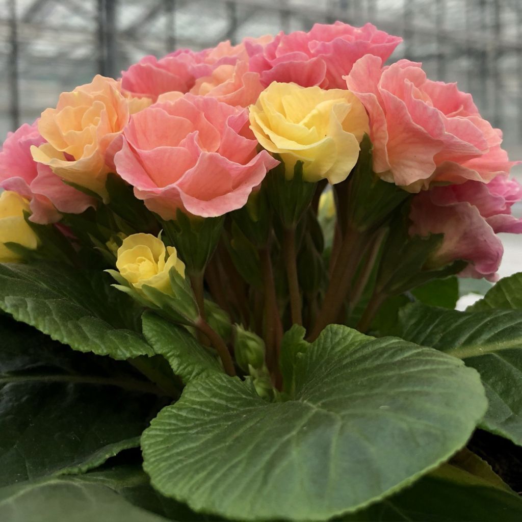 Primula vulgaris Rosebud F1 Tutti frutti - English Primrose
