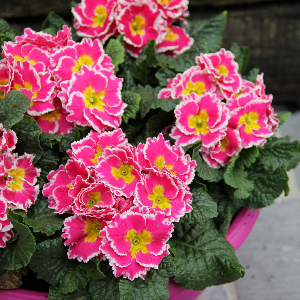 Primula vulgaris Sweetie - English Primrose