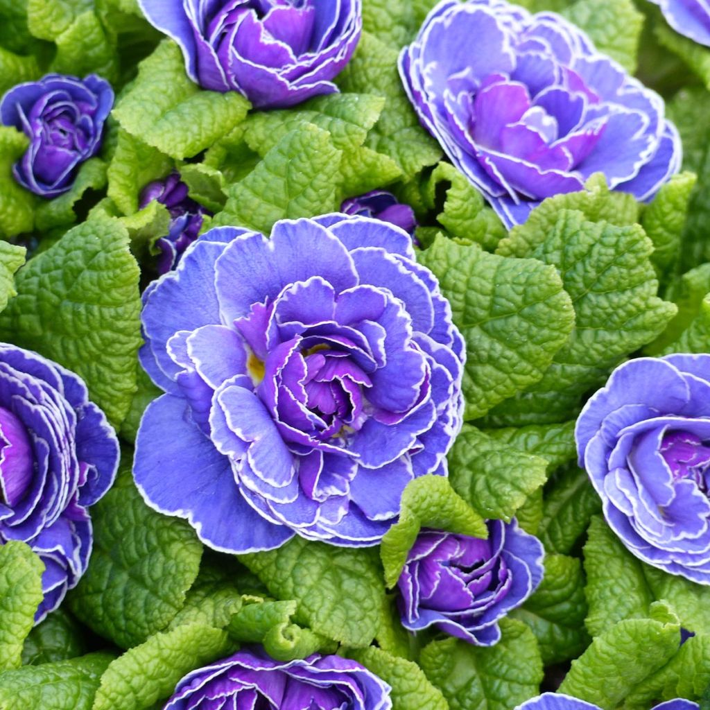Primula vulgaris Belarina Amethyst Ice- English Primrose
