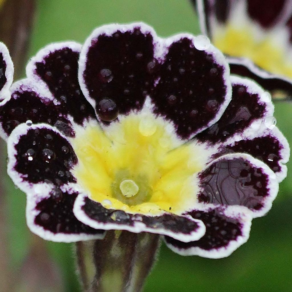 Primula elatior Gold Lace Black - Primevère élevée.