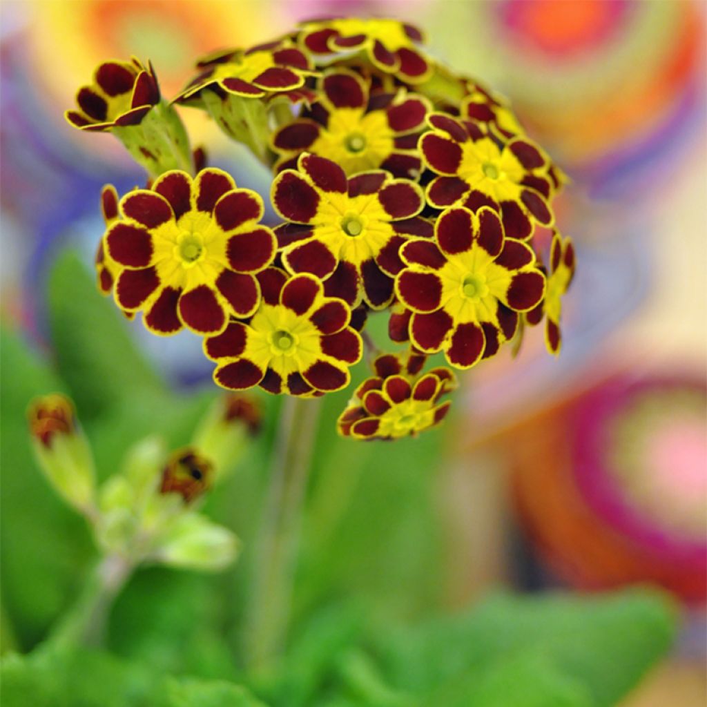 Primula eliator Gold Lace Red - Oxlip