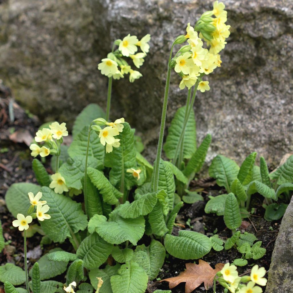 Primula elatior - Primevère élevée