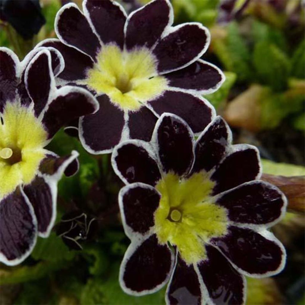 Primula elatior Silver Lace Black - Primevère élevée.