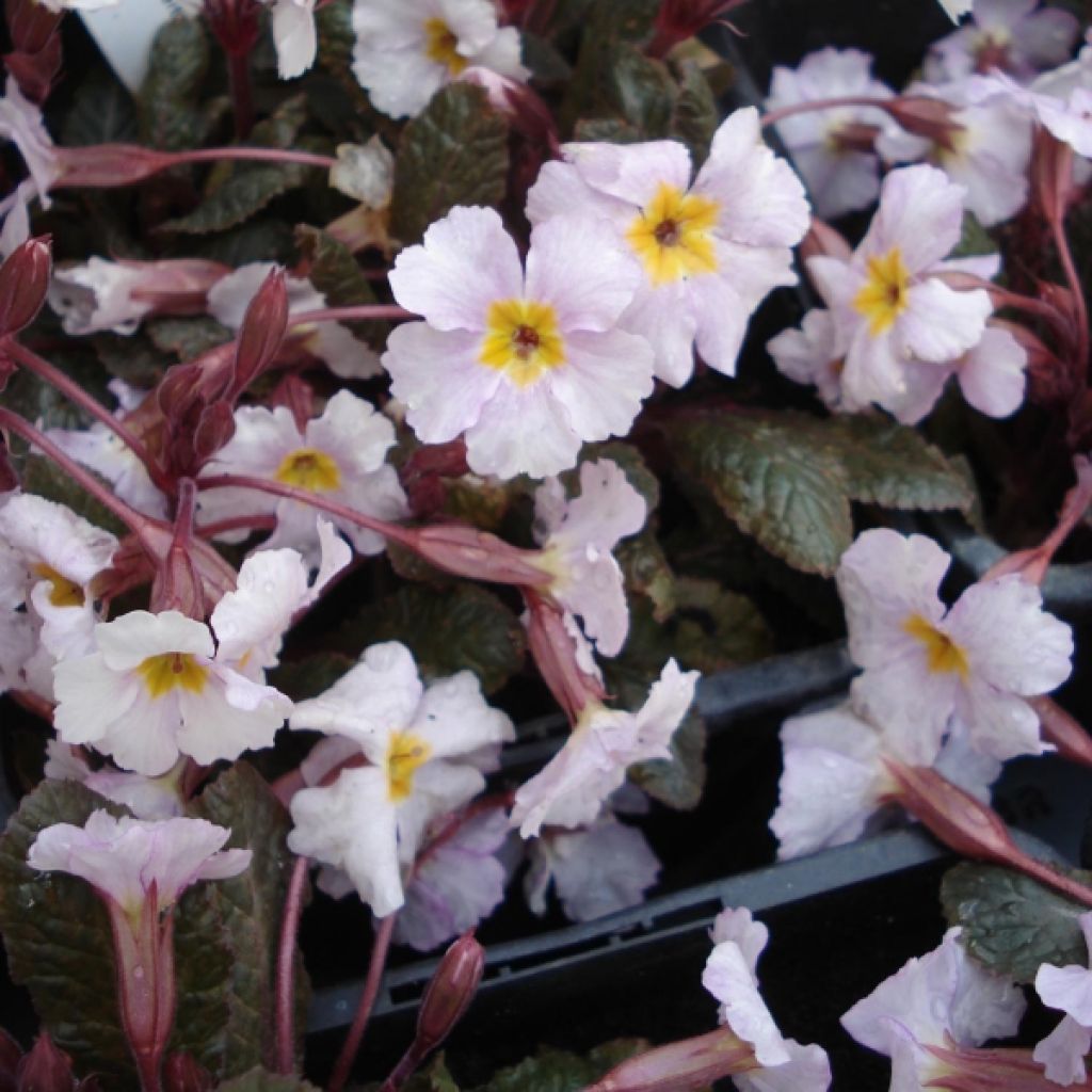 Primula margotae Guinevere - Primrose