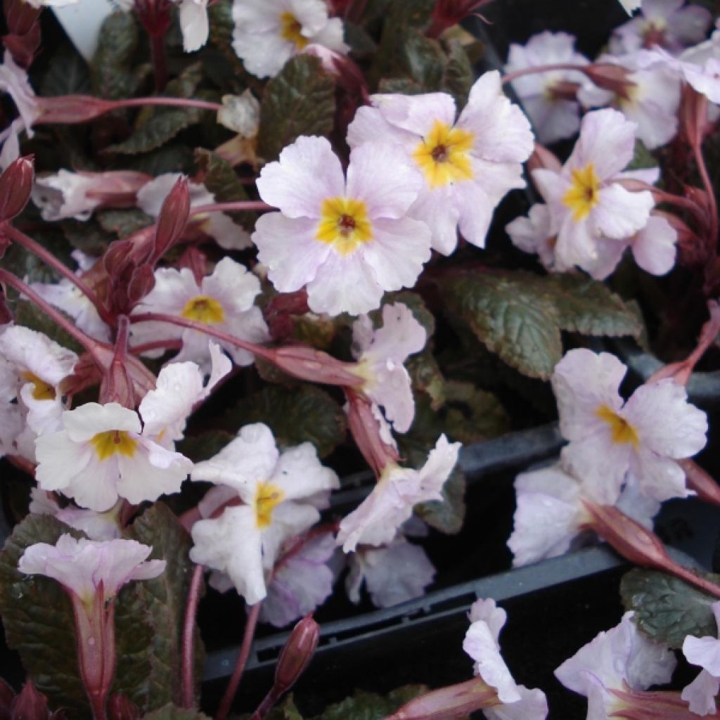 Primevère, Primula Guinevere