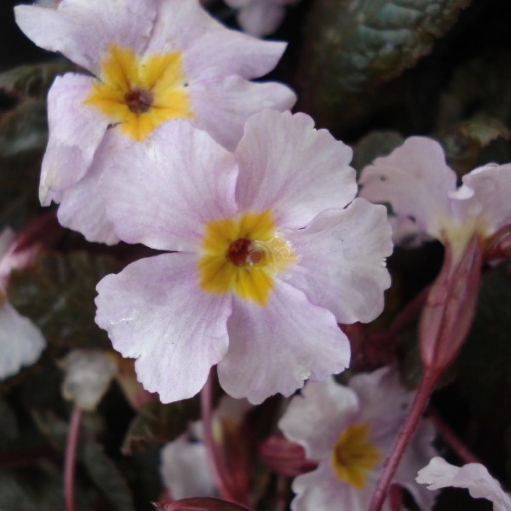 Primula margotae Guinevere - Primrose