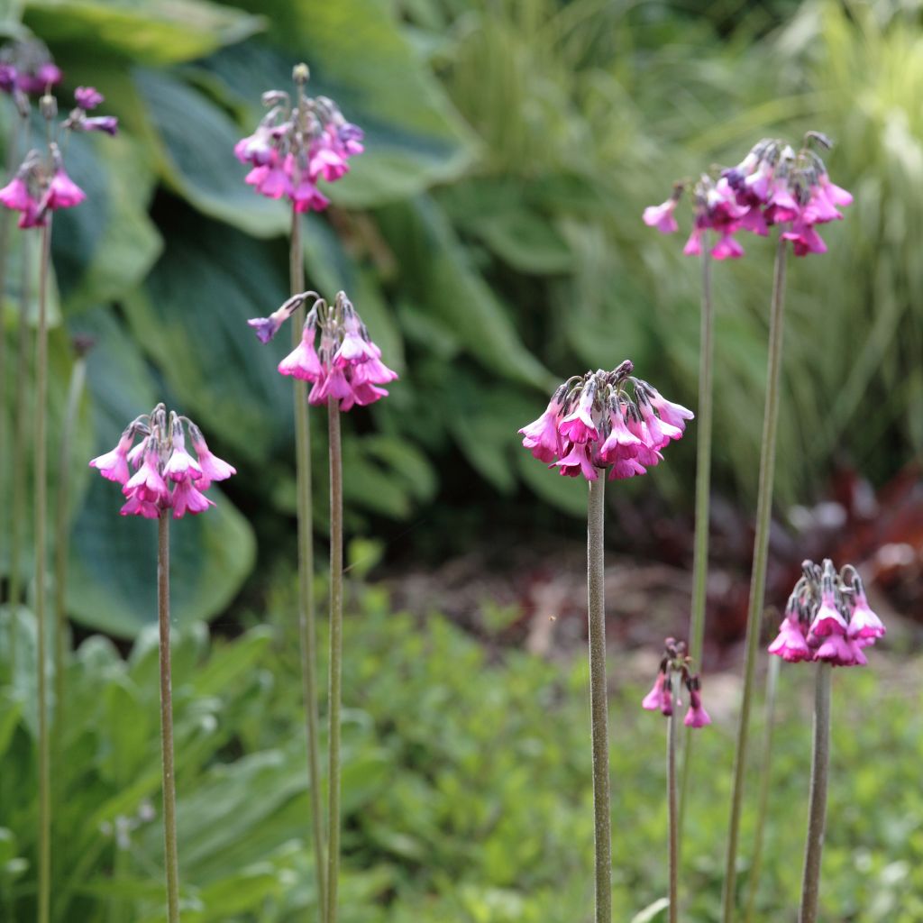 Primula secundiflora - Primrose