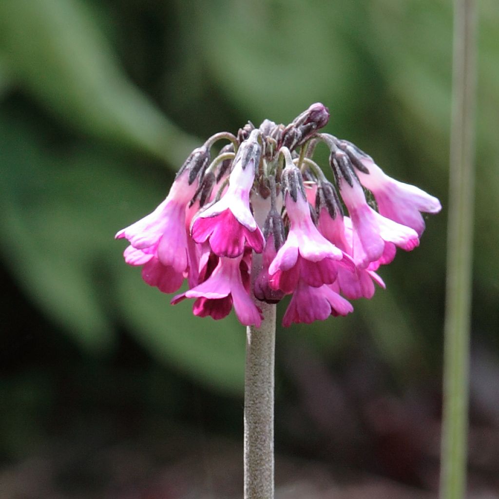 Primula secundiflora - Primrose