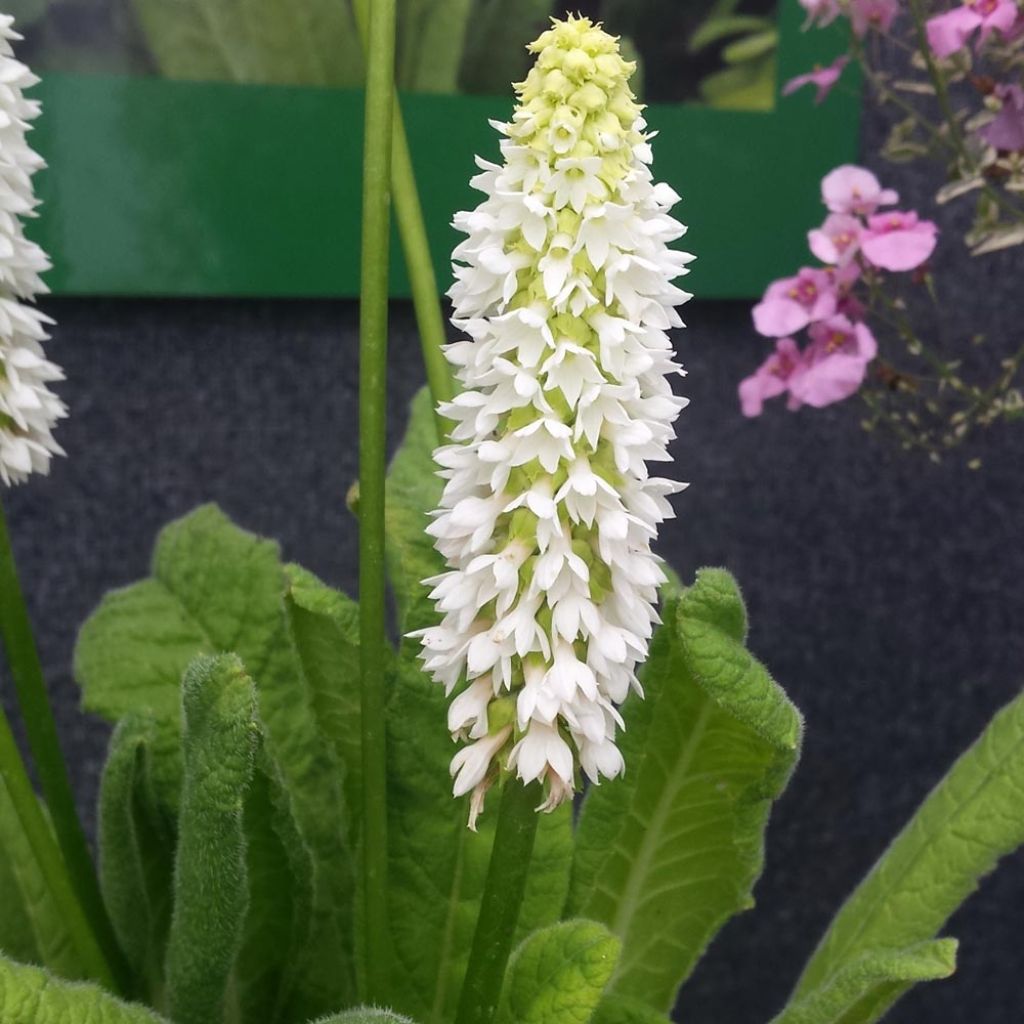 Primula vialii Alison Holland - Primevère